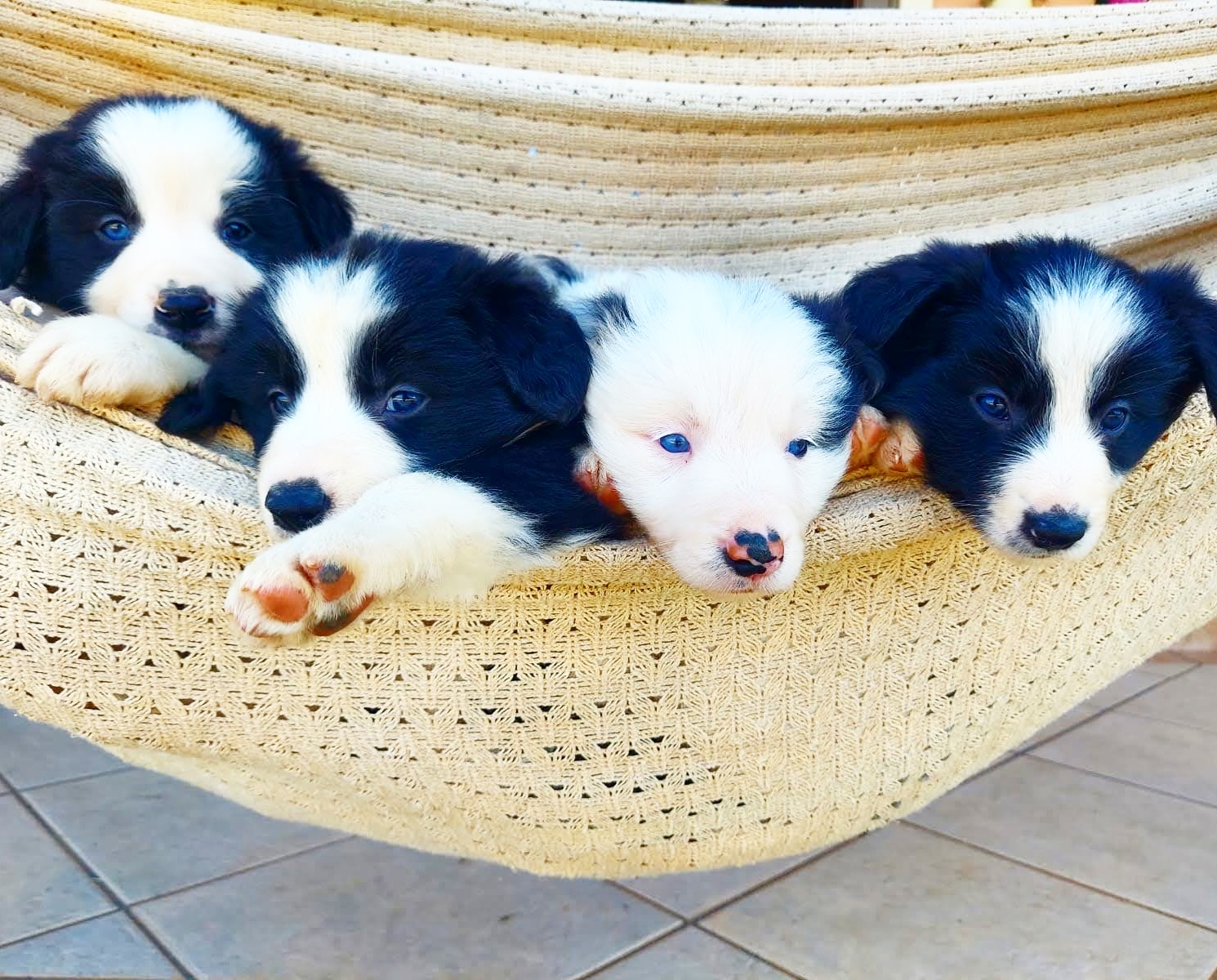 Onde comprar um filhote de Border Collie?