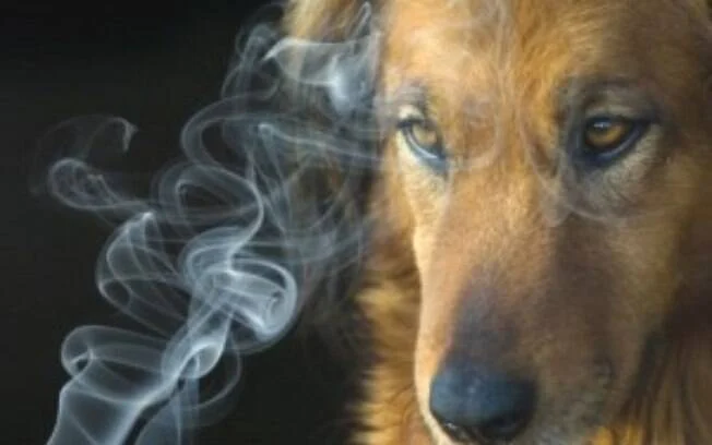 O cão que fuma: Quem foi