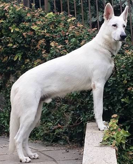 Pastor Branco Suiço - Cachorros e acessórios - Zona Central, Rio Claro  1254406657