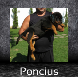 Poncius
