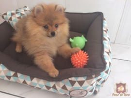Lola