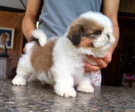 Léo