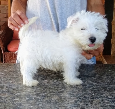 Igor
