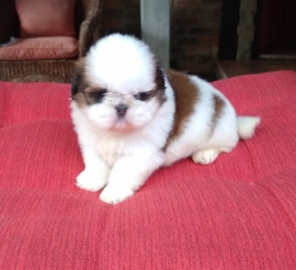 Fadinha