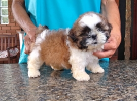 FOFÃO