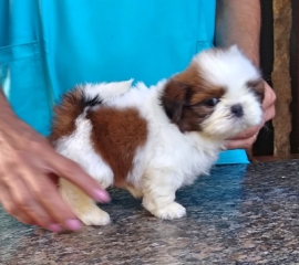 TOTÓ