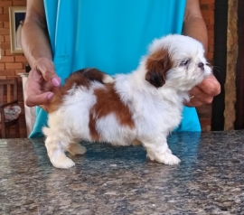 TAINÁ