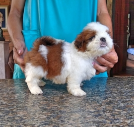 TETÊ
