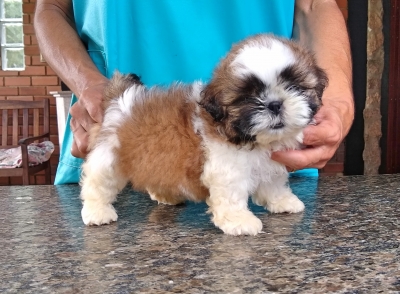 FOFÃO
