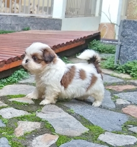 Nilo