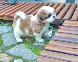 Nabuco