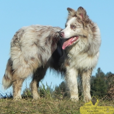 Canil Best Border Collie