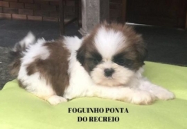 Foguinho