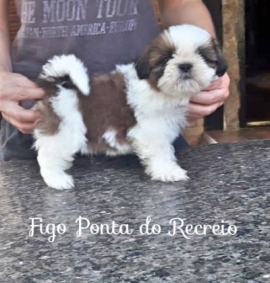 Figo