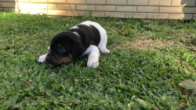 Maya