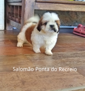 Salomão