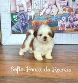 Sofia