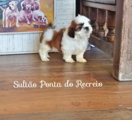 Sultão