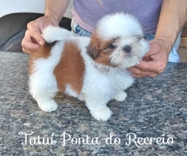 Tatuí