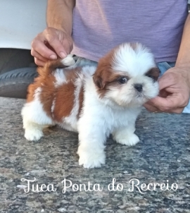 Tuca