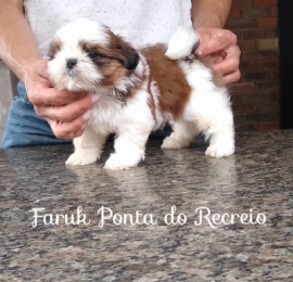 Faruk