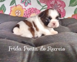 Frida