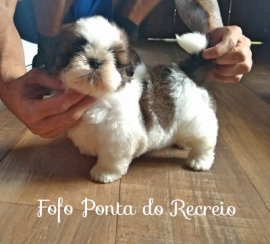 Fofo