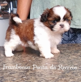 Framboesa