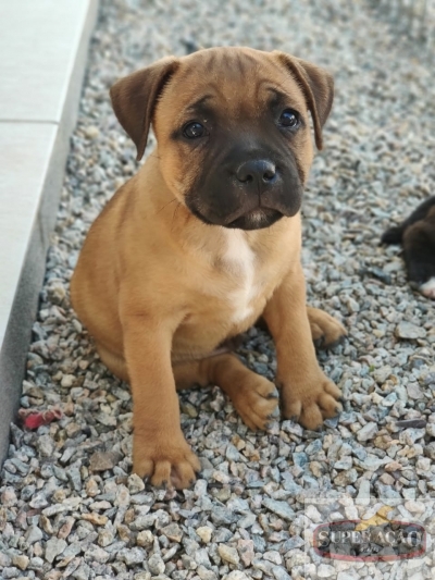Harley