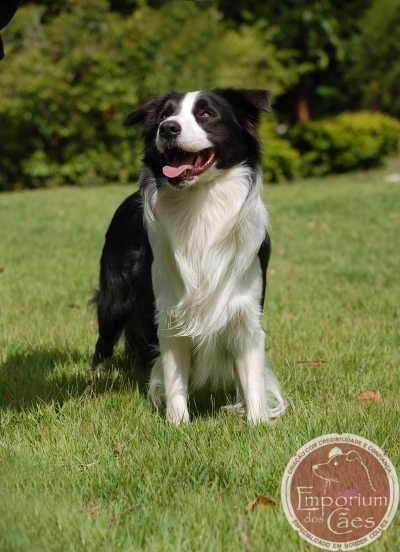 Canil Best Border Collie