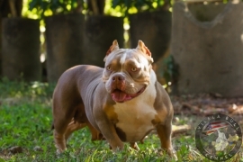 Mocinha