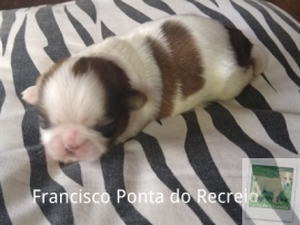Francisco