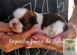 Foguinho