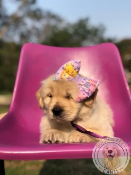 Tradução do amor! ♥️ #amor #goldenretriever #cachorro #fy