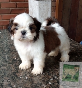 Fadinha