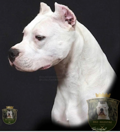 Luzbull - Dogo Argentino