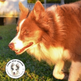 Linda ninhada de Border Collie Blue Merle tricolor