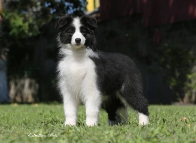 se puede registrar un border collie registrado en abca con akc