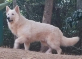 Pastor Branco Suiço - Cachorros e acessórios - Zona Central, Rio Claro  1254406657