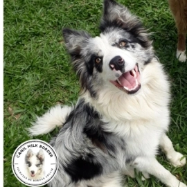 Linda ninhada de Border Collie Blue Merle tricolor