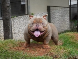 Urso