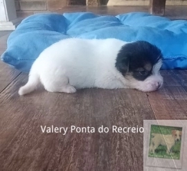 VALERY PONTA DO RECREIO