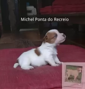 MICHEL PONTA DO RECREIO