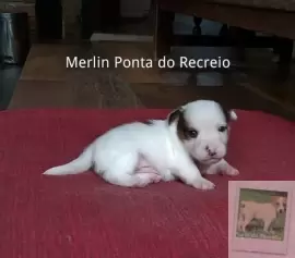 MERLIN PONTA DO RECREIO