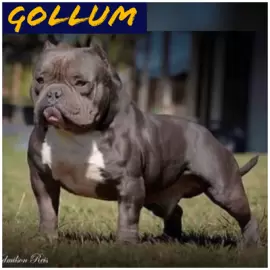 Gollum 