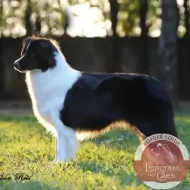 Border Collie - Pet Shop Da Madre Londrina