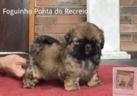 FOGUINHO