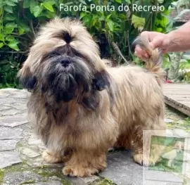 FAROFA