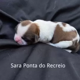 Sara