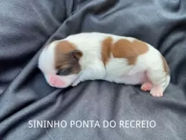 SININHO 